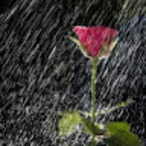 Meet your Posher, Roger